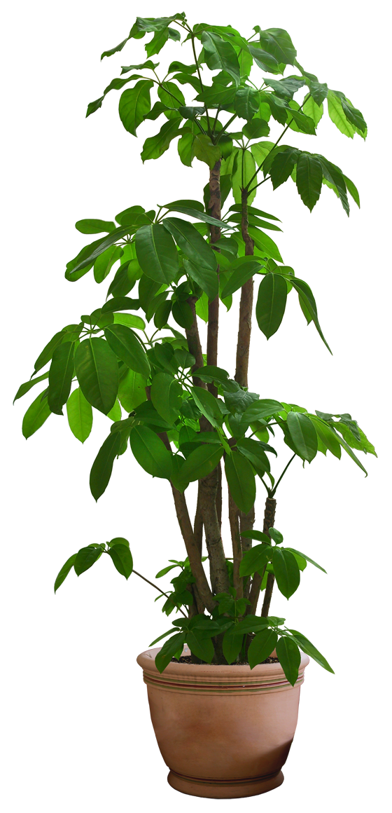 ajeeb plant