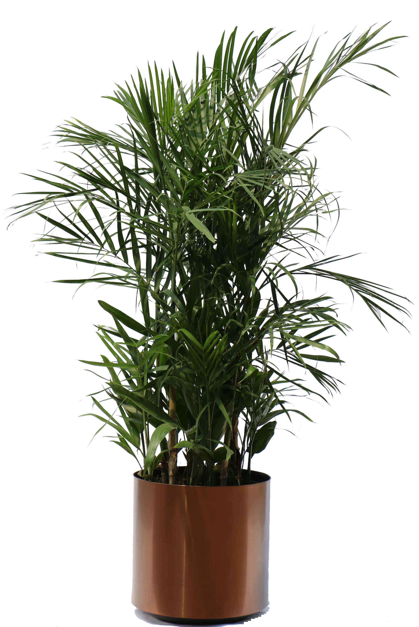 brown pot