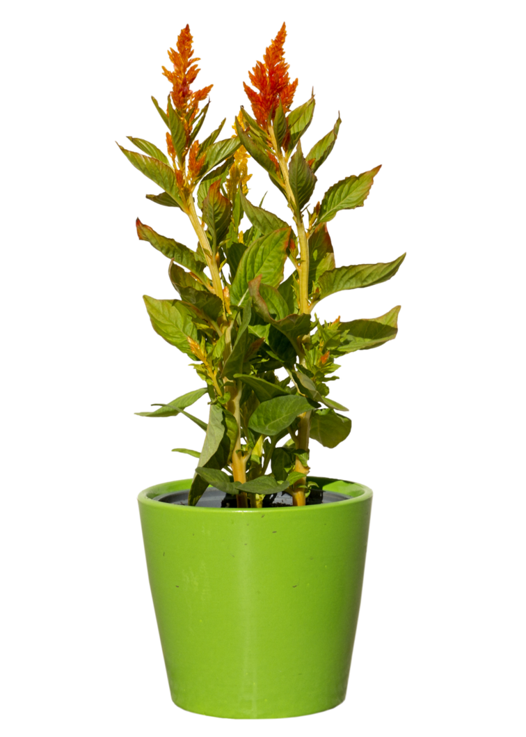 Green pot